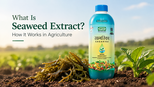 What Is Seaweed Extract? How It Works in Agriculture