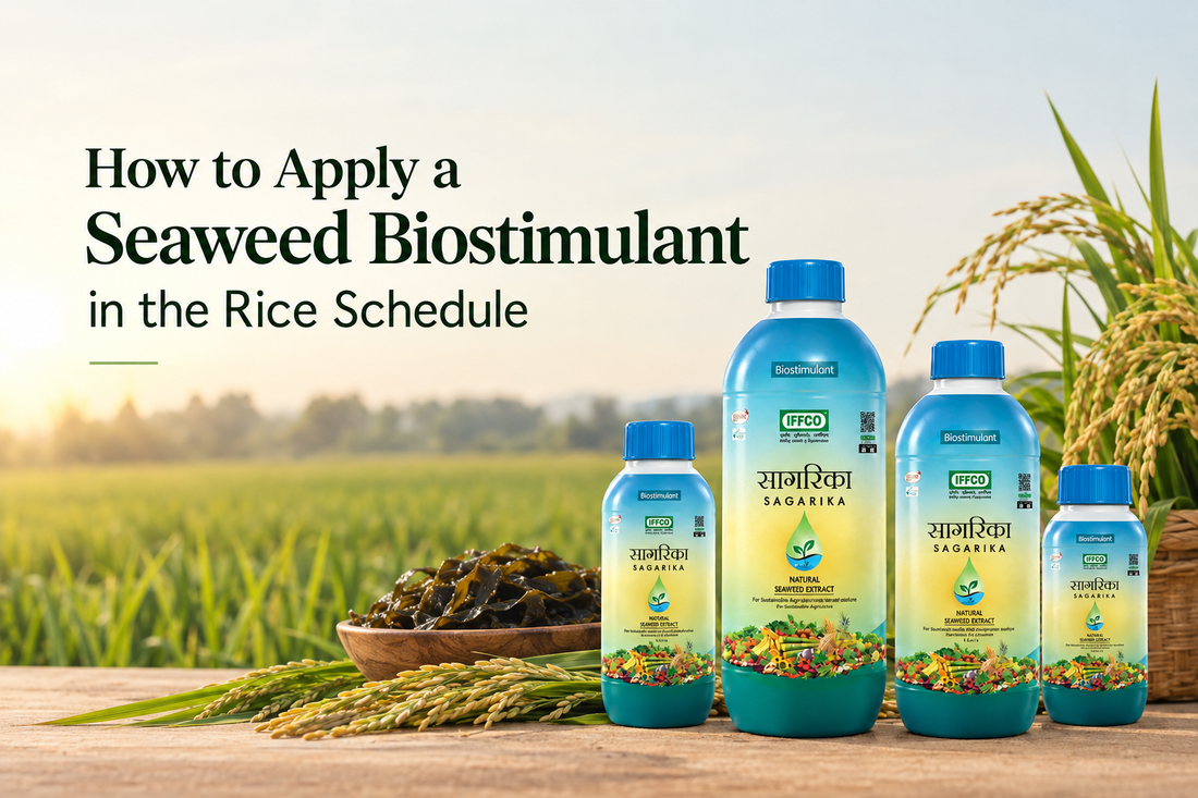 Best Fertilizer for Paddy and Rice in India: A Stage Wise Schedule